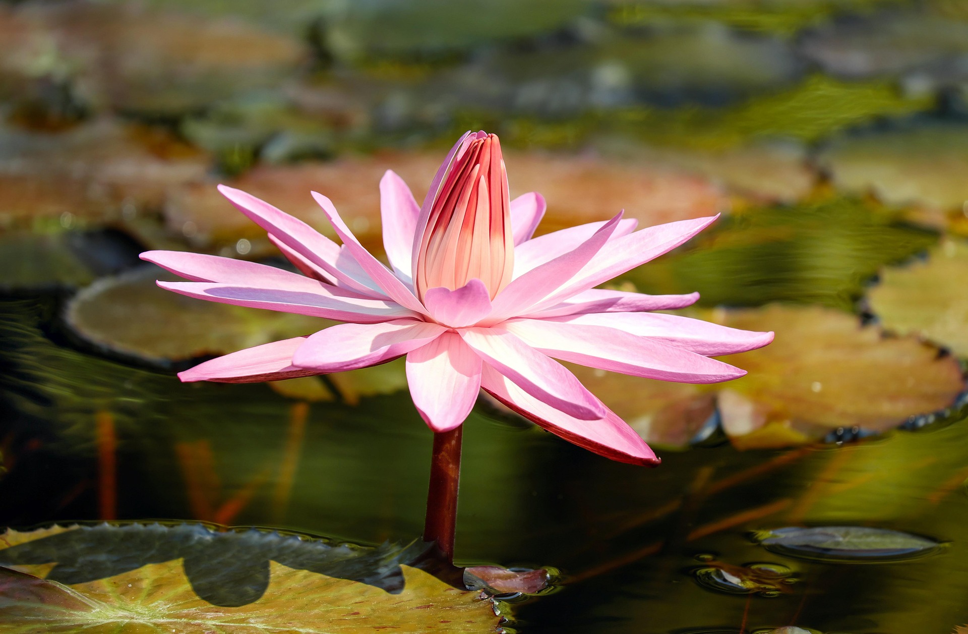 Mother’s Day & Spring Getaways in the Lakes Region, NH